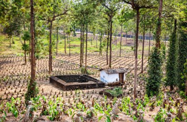 çay plantasyon içinde Hindistan