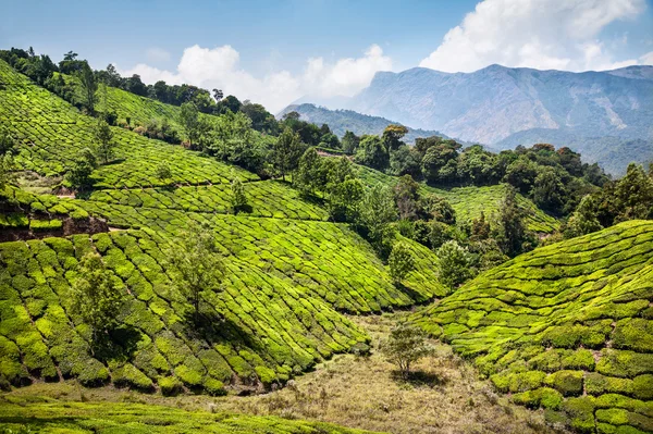 Tea ültetvény Indiában — Stock Fotó