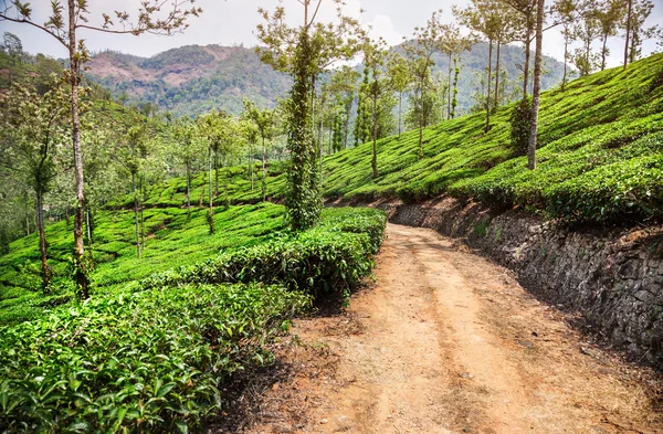 在印度的茶叶种植园 — 图库照片