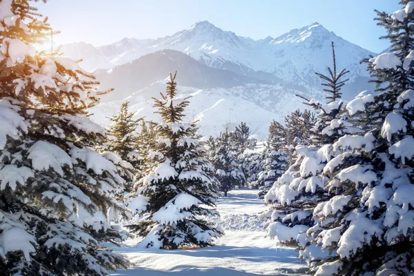 Inverno paisagem de montanha — Fotografia de Stock