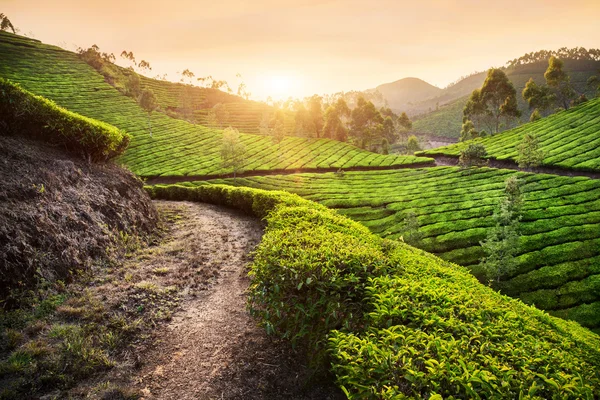 Tea ültetvényeket a naplemente — Stock Fotó