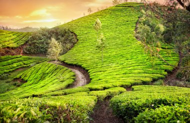 Tea plantations in India clipart