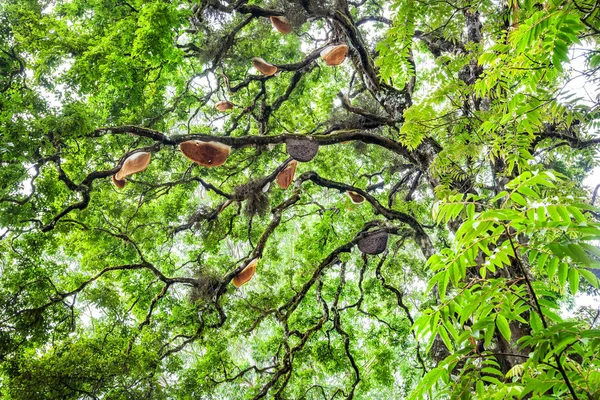 Bienenhäuser auf Baum — Stockfoto