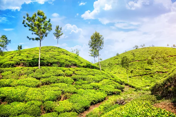 印度的茶园 — 图库照片