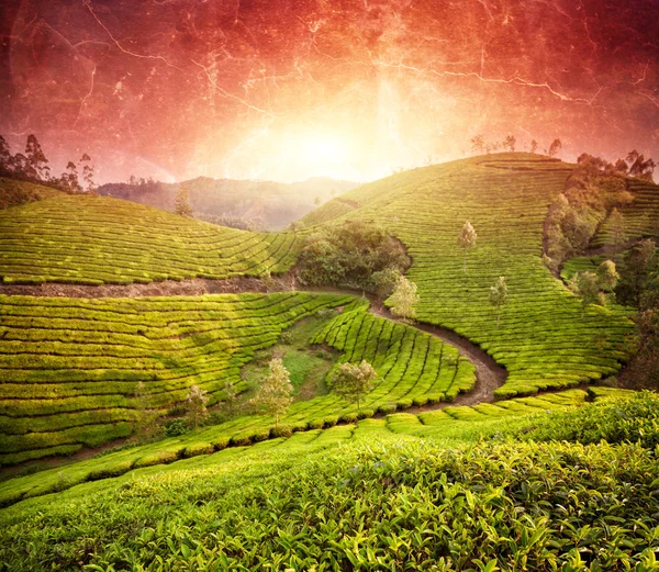 Чайные плантации на закате — стоковое фото