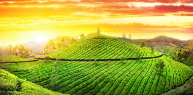 Tea plantations panorama clipart