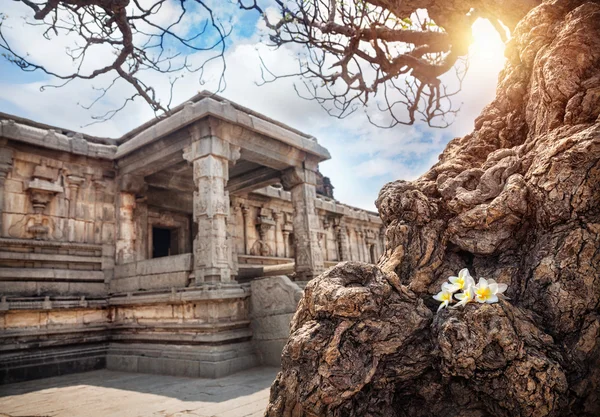 Tree with flowers in Hampi — Stock Photo, Image