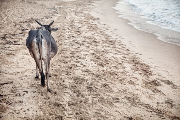 Kráva na pláži v Indii — Stock fotografie