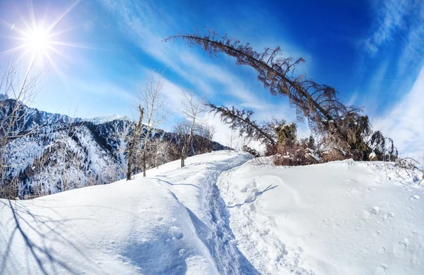 Winter mountain scenery — Stockfoto