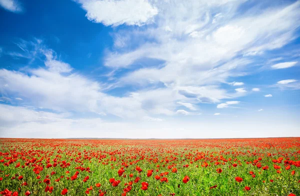 Poppy flowers field — Stock Photo, Image