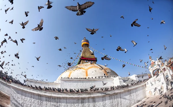鳥の飛行と bodhnath 仏舎利塔 — ストック写真