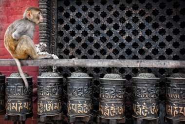 Monkey on prayer wheels in Nepal clipart