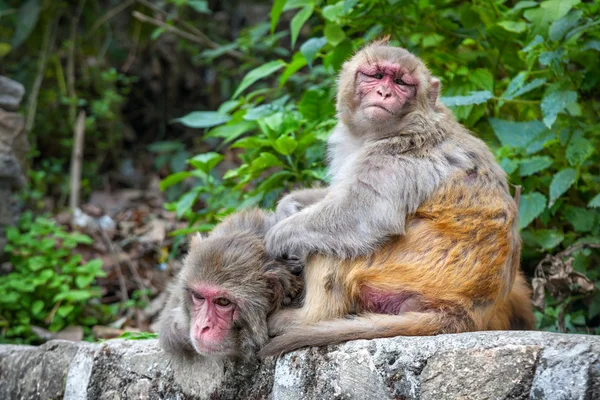 Monkeys in Nepal — Stock Photo, Image