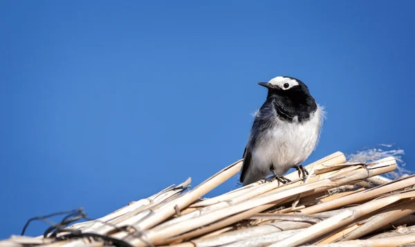 Masca wagtail pasăre — Fotografie, imagine de stoc