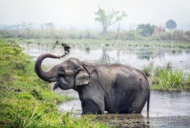Nepal'de Yüzme fil
