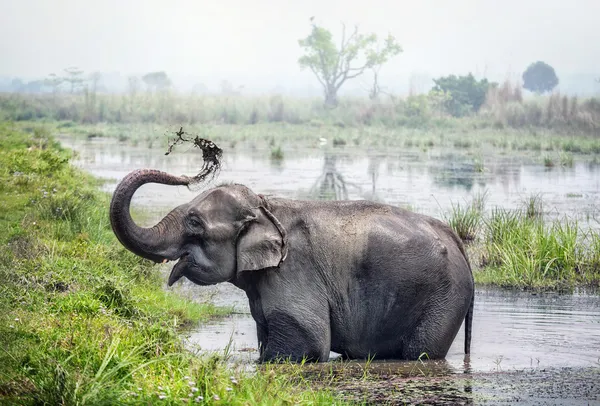 Baño de elefantes en Nepal — Foto de Stock