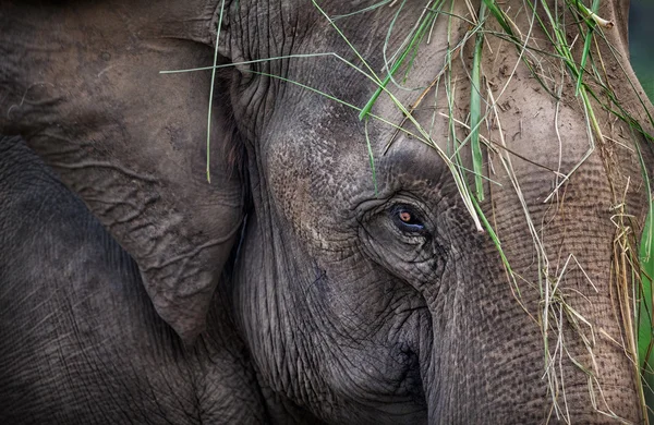Slon v Nepálu — ストック写真