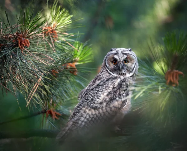 Long eared owl in the forest — Stock Photo, Image