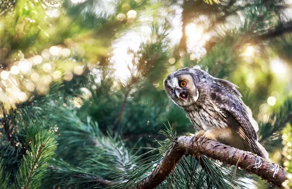 Long eared owl in the forest — Stock Photo, Image
