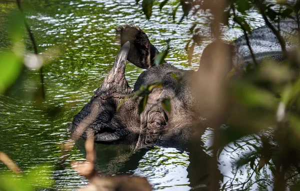 Rhino tomando un baño en el río — Foto de Stock