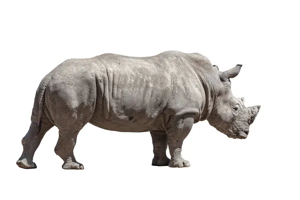 Rhino isolé sur blanc — Photo