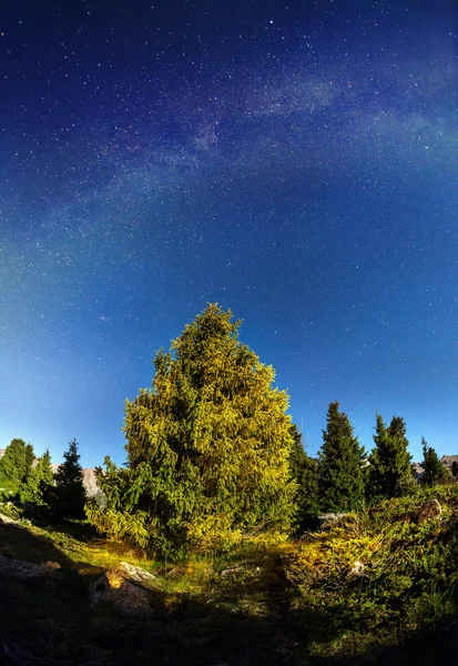 Tree at night sky — Stock Photo, Image