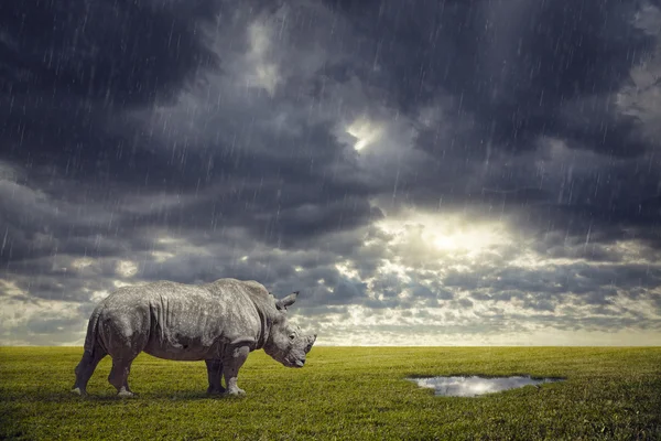 Rinoceronte sedento — Fotografia de Stock