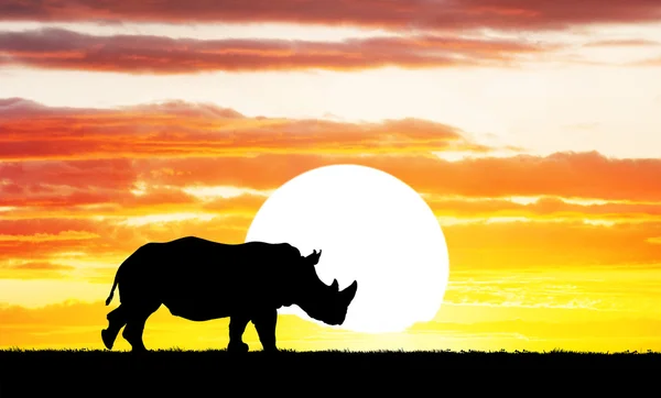 Rhino al atardecer — Foto de Stock