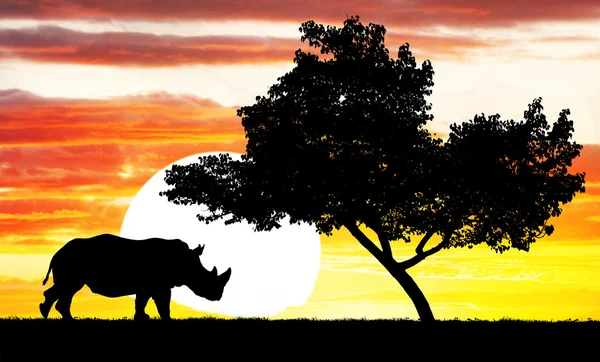 Rinoceronte ao pôr do sol — Fotografia de Stock