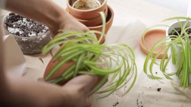 Dairesinde saksıya çiçek eken bir adam.