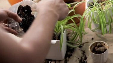 Dairesinde saksıya çiçek eken bir adam.