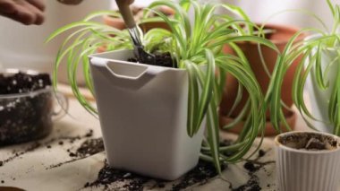 Dairesinde saksıya çiçek eken bir adam.