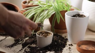 Dairesinde saksıya çiçek eken bir adam.