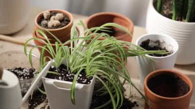 Dairesinde saksıda çiçekleri sulayan bir adam.