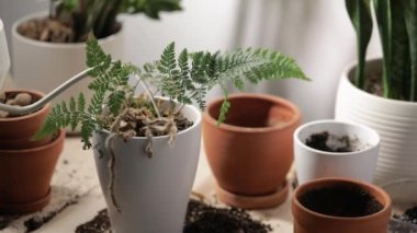 Dairesinde saksıda çiçekleri sulayan bir adam.