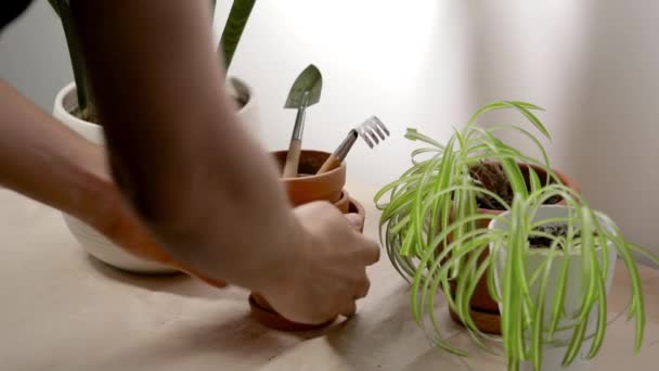 Homem plantando flores em um pote em seu apartamento — Vídeo de Stock