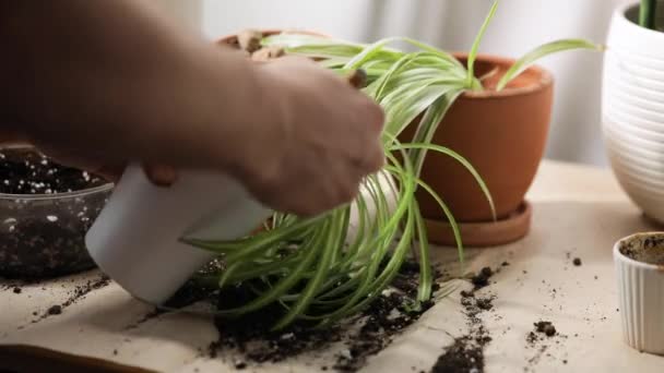 Mann pflanzt Blumen in Topf seiner Wohnung — Stockvideo