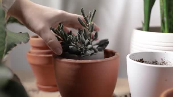 Homem plantando flores em um pote em seu apartamento — Vídeo de Stock