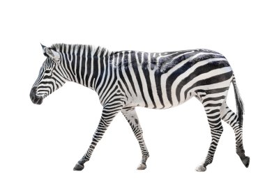 zebra beyaz izole