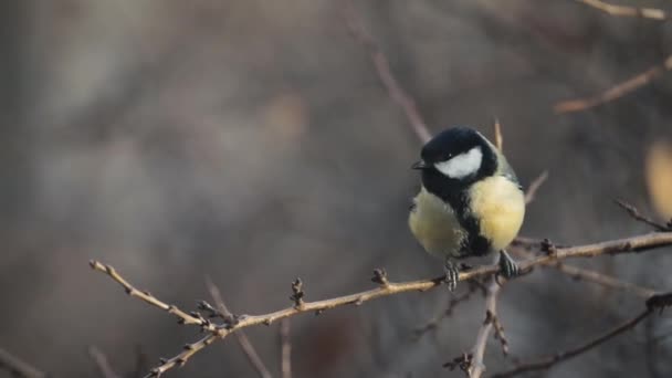 Small Bird tit on the tree branch — 비디오