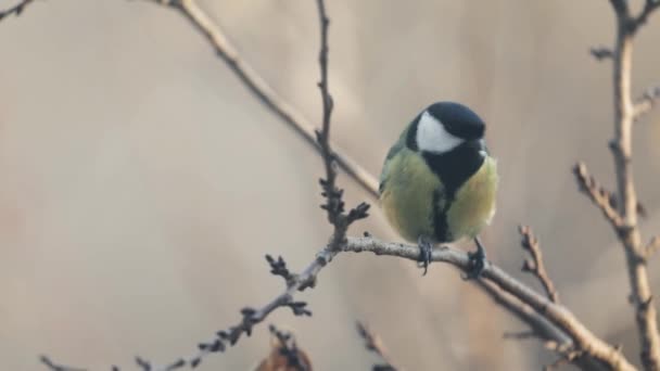 Small Bird tit on the tree branch — Video