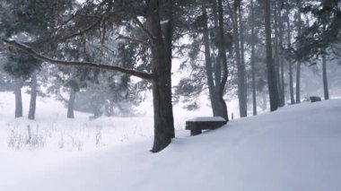 Kışın Noel zamanı ormanda kar yağar.