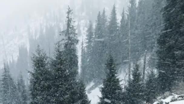 Πτώση χιονιού το χειμώνα στο δάσος τα Χριστούγεννα — Αρχείο Βίντεο