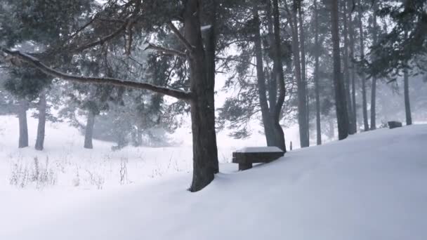 クリスマス時に森の中の冬の雪 — ストック動画