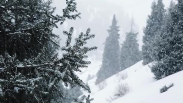 Nieve en invierno en el bosque en época de Navidad — Vídeos de Stock