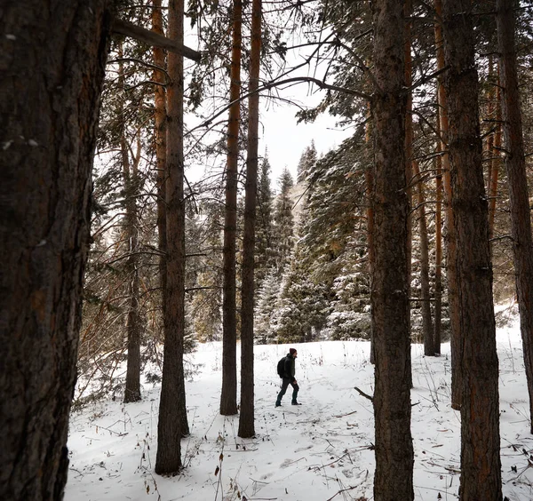 Turista Con Mochila Barba Está Caminando Por Bosque Nieve Con —  Fotos de Stock