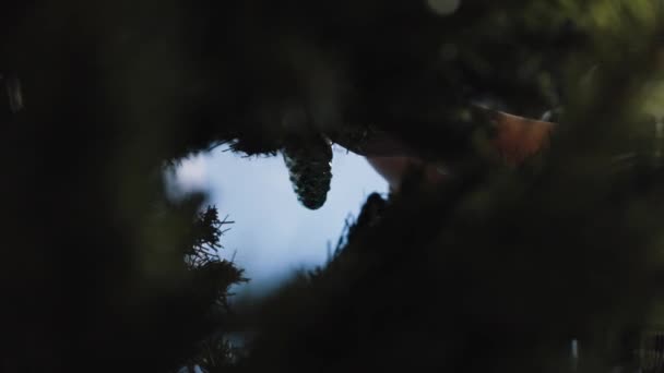 크리스마스 트리를 가문비나무로 장식하는 여자 — 비디오