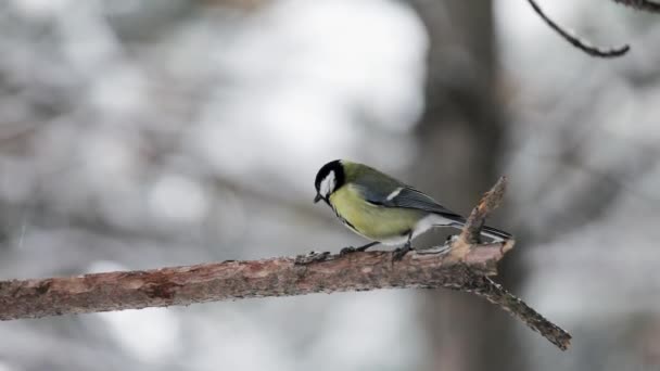 Small Bird tit on the snow cowered tree branch — Stock videók