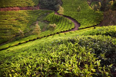 Scenery with green row bushes near country road turn at Tea plantations at sunset in Munnar, Kerala, India