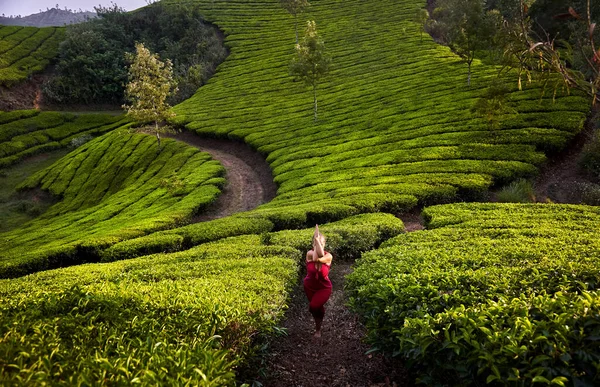 Йога Гаруфана Позирующая Здоровой Женщиной Красном Костюме Чайных Плантациях Муннаре — стоковое фото